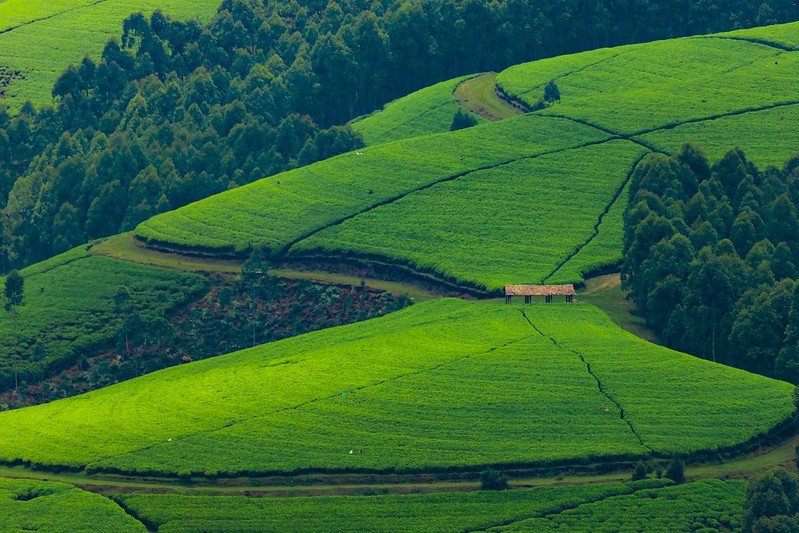 Hills of Rwanda