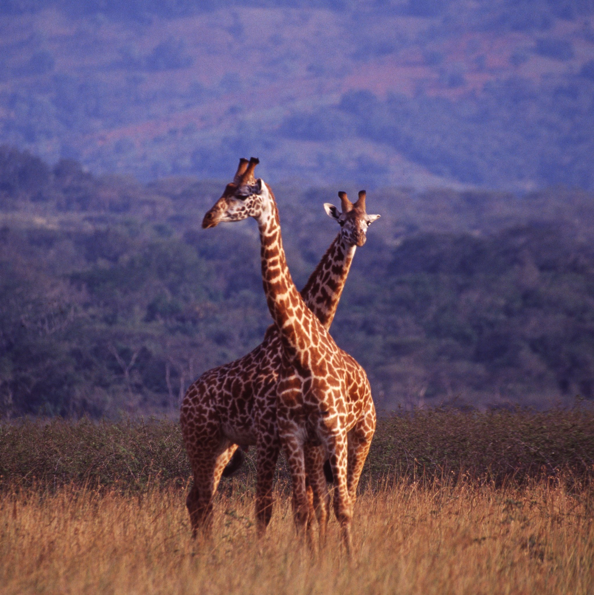 Wildlife in Akagera National Park Rwanda