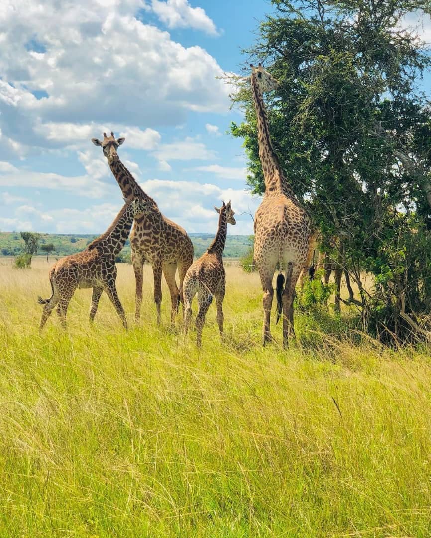 Wildlife in Akagera National Park Rwanda