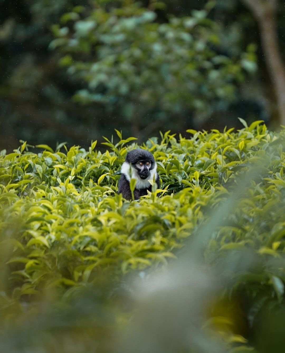 Wildlife in Akagera National Park Rwanda