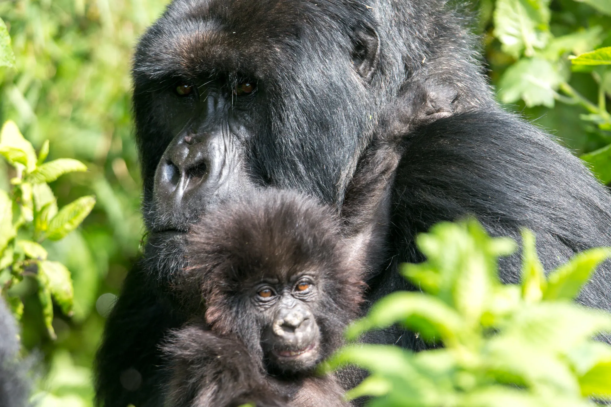 Gorilla trekking in Rwanda takes visitors into the forested slopes of Volcanoes National Park for one carefully regulated wildlife encounter.