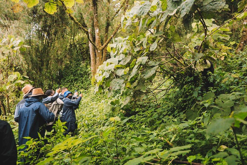 PSG team Gorilla Trekking Rwanda