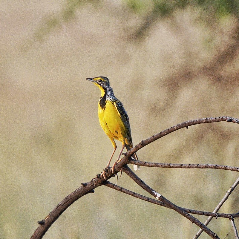 Birds of Rwanda Akagera National Park